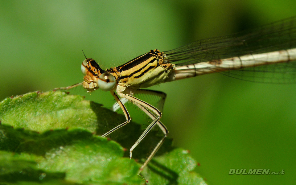 Blue Featherleg (Female, Platycnemis pennipes)